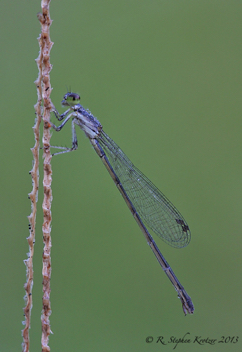 Ischnura hastata, old female